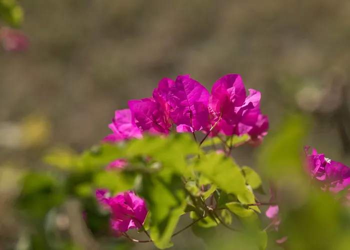 Liana & Agios Prokopios (Naxos)
